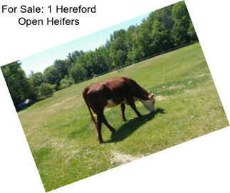 For Sale: 1 Hereford Open Heifers