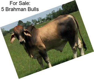 For Sale: 5 Brahman Bulls