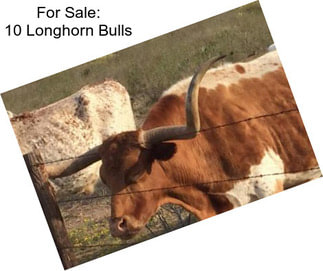 For Sale: 10 Longhorn Bulls