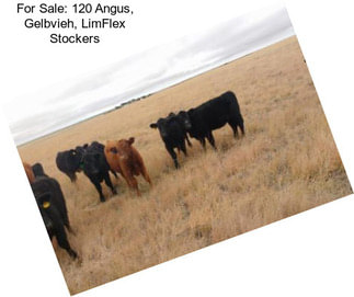 For Sale: 120 Angus, Gelbvieh, LimFlex Stockers