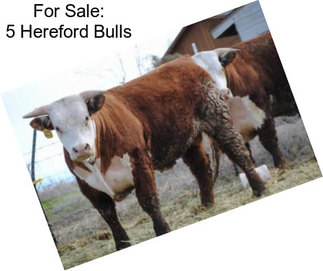 For Sale: 5 Hereford Bulls