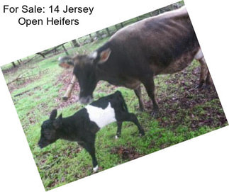 For Sale: 14 Jersey Open Heifers