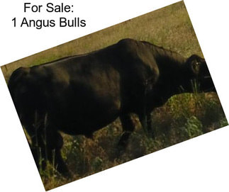 For Sale: 1 Angus Bulls