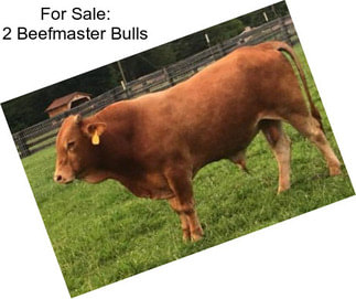 For Sale: 2 Beefmaster Bulls