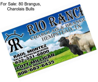 For Sale: 80 Brangus, Charolais Bulls