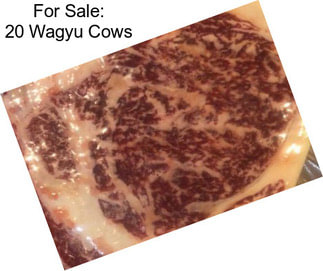 For Sale: 20 Wagyu Cows