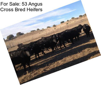 For Sale: 53 Angus Cross Bred Heifers