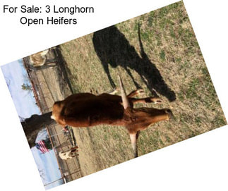 For Sale: 3 Longhorn Open Heifers