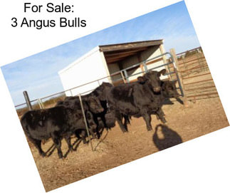 For Sale: 3 Angus Bulls