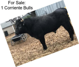 For Sale: 1 Corriente Bulls