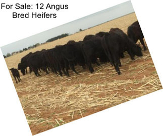 For Sale: 12 Angus Bred Heifers