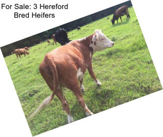 For Sale: 3 Hereford Bred Heifers