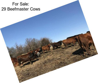 For Sale: 29 Beefmaster Cows