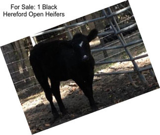 For Sale: 1 Black Hereford Open Heifers