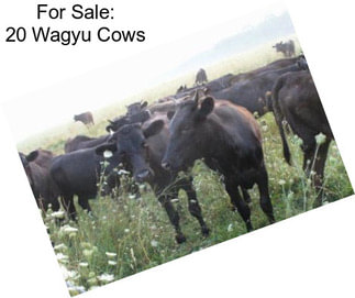 For Sale: 20 Wagyu Cows