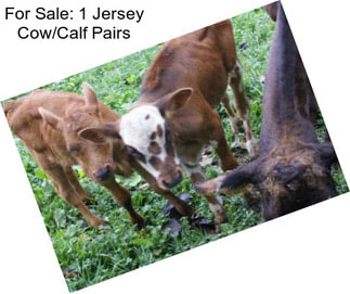 For Sale: 1 Jersey Cow/Calf Pairs