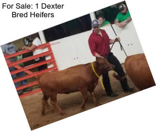 For Sale: 1 Dexter Bred Heifers