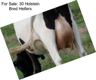 For Sale: 30 Holstein Bred Heifers