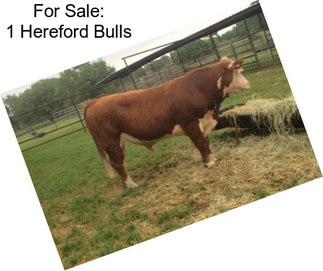 For Sale: 1 Hereford Bulls