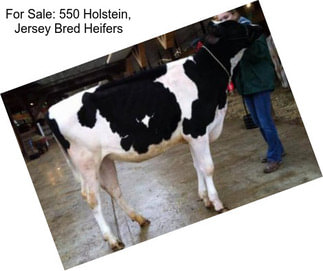 For Sale: 550 Holstein, Jersey Bred Heifers