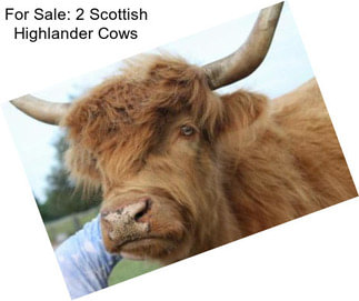 For Sale: 2 Scottish Highlander Cows