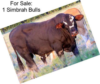 For Sale: 1 Simbrah Bulls