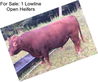 For Sale: 1 Lowline Open Heifers