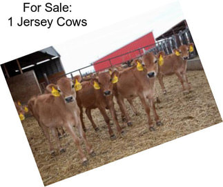 For Sale: 1 Jersey Cows