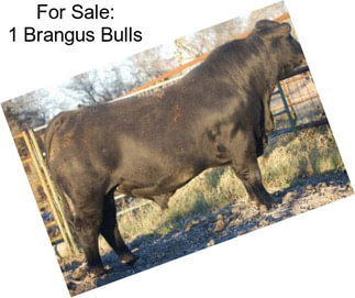 For Sale: 1 Brangus Bulls