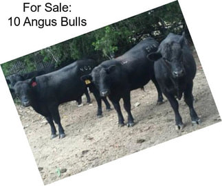 For Sale: 10 Angus Bulls