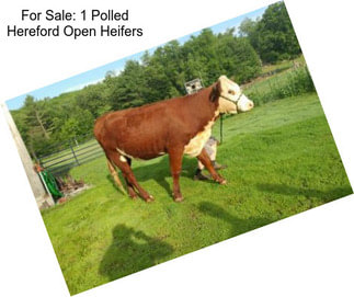 For Sale: 1 Polled Hereford Open Heifers