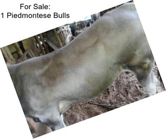 For Sale: 1 Piedmontese Bulls