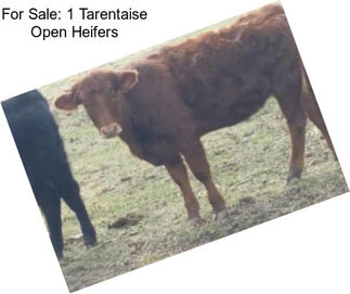 For Sale: 1 Tarentaise Open Heifers