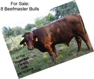 For Sale: 8 Beefmaster Bulls