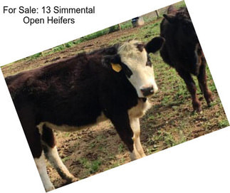 For Sale: 13 Simmental Open Heifers