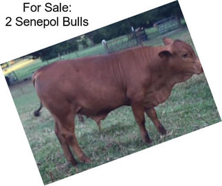 For Sale: 2 Senepol Bulls