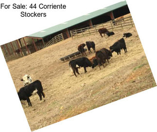 For Sale: 44 Corriente Stockers