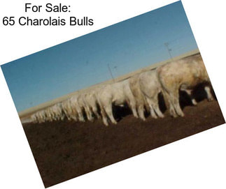 For Sale: 65 Charolais Bulls