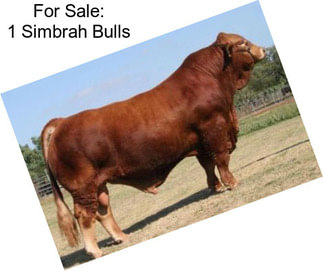 For Sale: 1 Simbrah Bulls