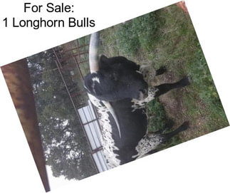 For Sale: 1 Longhorn Bulls