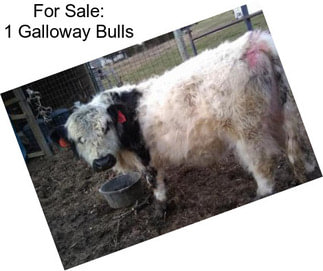 For Sale: 1 Galloway Bulls