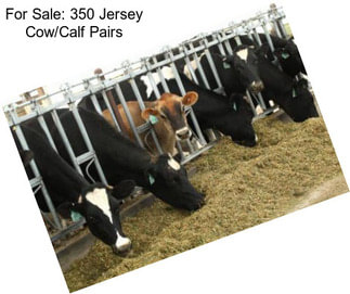 For Sale: 350 Jersey Cow/Calf Pairs