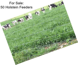 For Sale: 50 Holstein Feeders