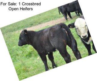 For Sale: 1 Crossbred Open Heifers