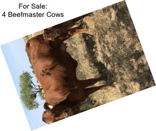 For Sale: 4 Beefmaster Cows