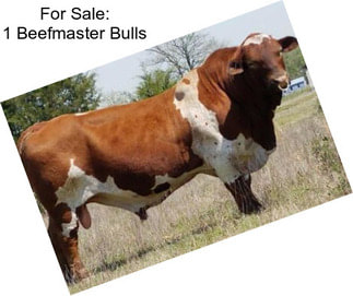 For Sale: 1 Beefmaster Bulls