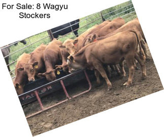 For Sale: 8 Wagyu Stockers