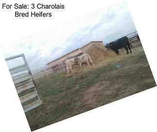 For Sale: 3 Charolais Bred Heifers