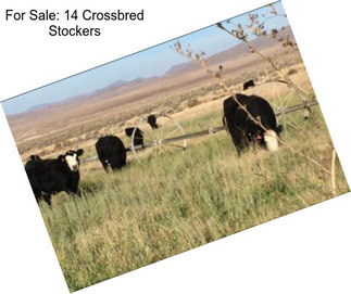 For Sale: 14 Crossbred Stockers