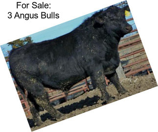 For Sale: 3 Angus Bulls